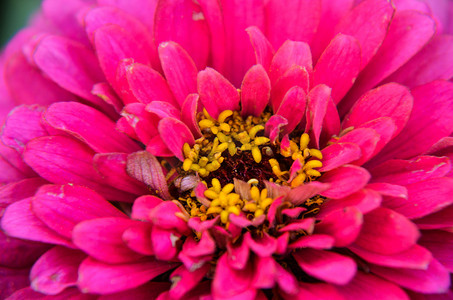 一朵美丽的粉红色百日菊花的特写