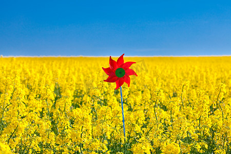 风车在一片黄色的油菜花田里，映衬着蓝天