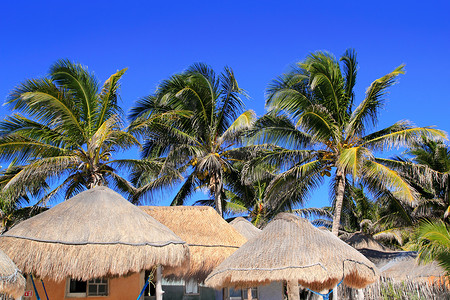 椰子棕榈树蓝天小屋 palapa 太阳屋顶
