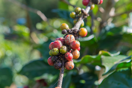 咖啡种植园中的阿拉比卡和罗布斯塔树