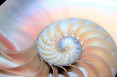 斐波纳契摄影照片_鹦鹉螺壳斐波那契对称截面螺旋结构增长黄金比例