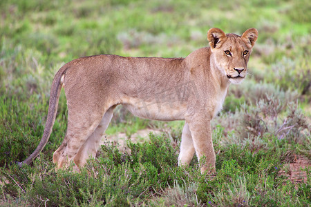 kgalagadi 跨境公园南非一侧的年轻母狮