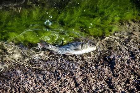 受污染的池塘摄影照片_养殖场放流鲤鱼幼鱼入库
