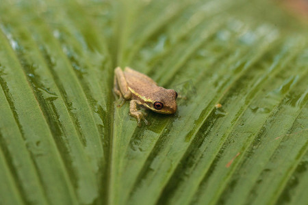 小松树林树蛙 Dryphophytes femoralis 栖息在 gr