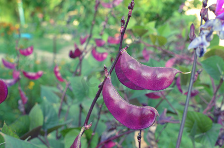 特级传家宝紫青豆