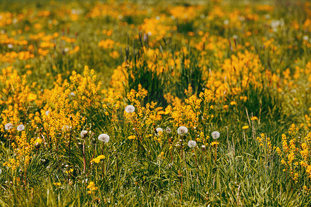 春天的花朵蒲公英在草地上，春天的场景