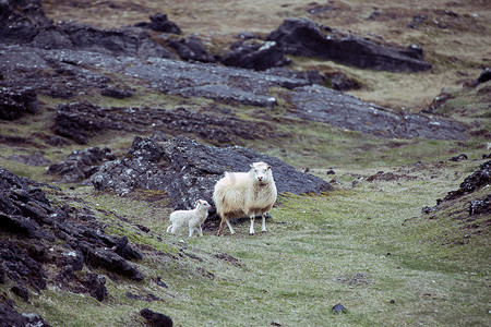 绵羊和她的小羊