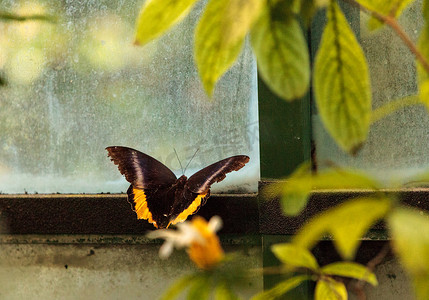 金翼标题框摄影照片_金鸟翅蝴蝶，Troides aeacus