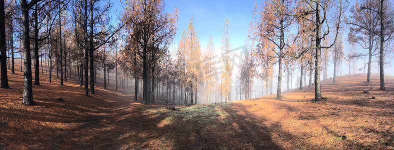 穿过被烧毁的森林的迷雾远足路径