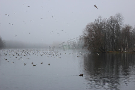 维纳斯ktv摄影照片_Gatchina 公园的白湖、维纳斯亭和群栖地。