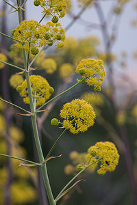 大茴香野花