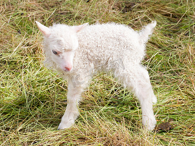 好奇摄影照片_站在草地上的新生小羊羔