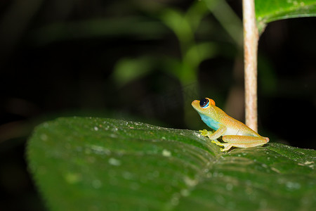 绿色亮眼青蛙，Andasibe 马达加斯加