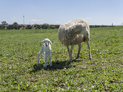 刚出生的小羊和他的母亲在草地上