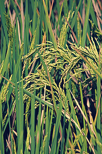 水稻，水稻作物
