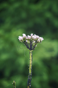 花上的蚜虫。 