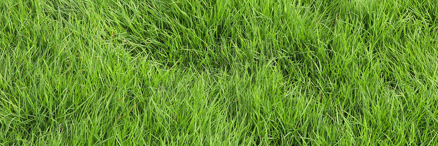 绿草横幅背景。