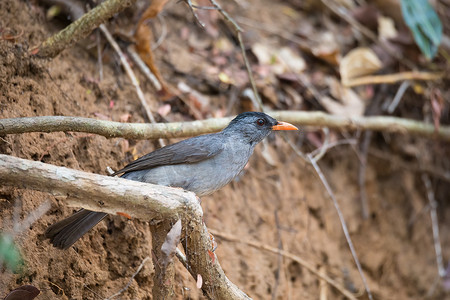 强迫症摄影照片_马达加斯加鹎 (Hypsipetes madagascariensis) 马达加斯加