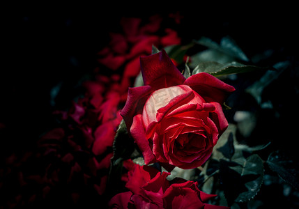 绿色玫瑰花摄影照片_美丽多彩的玫瑰花