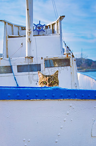 船上的猫