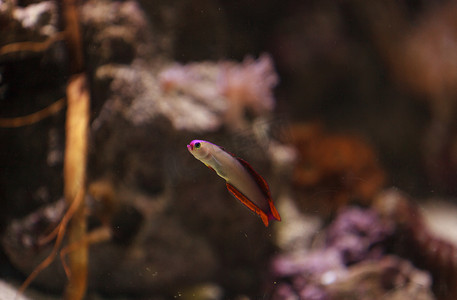 动物萤火虫摄影照片_紫盖火鱼，Nemateleotris decora