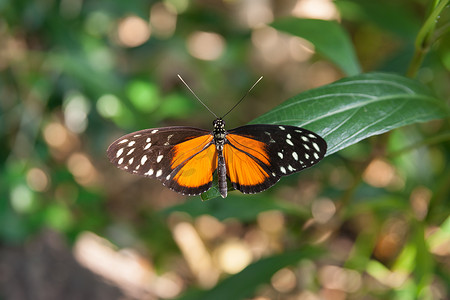 深红色斑点蝴蝶在绿叶上张开翅膀