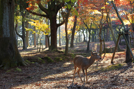 奈良公园摄影照片_奈良鹿在奈良公园自由漫步