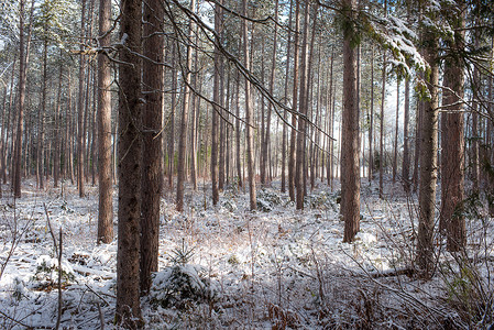 一片树林摄影照片_凝视着一片松树林。