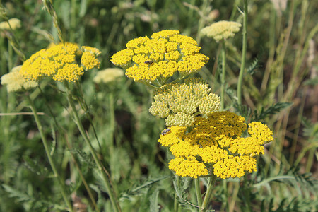 黄色开花的西洋蓍草 (Achillea millefolium)。