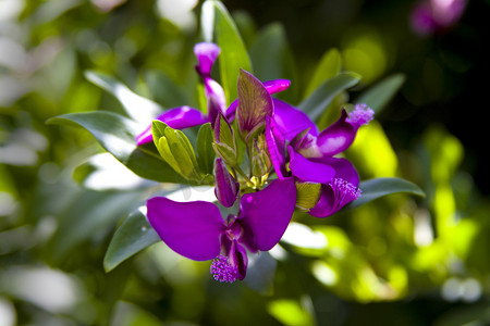 Polygala myrtifolia 的紫色花朵。