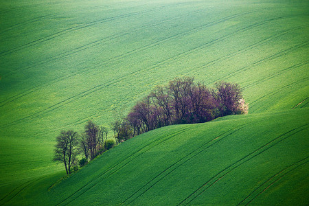 绿色的春天山丘。