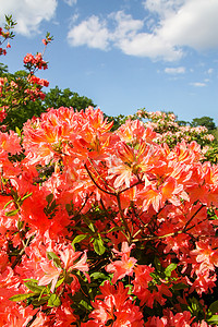 盆花杜鹃摄影照片_春天公园里盛开的杜鹃花芬芳美丽的花朵。