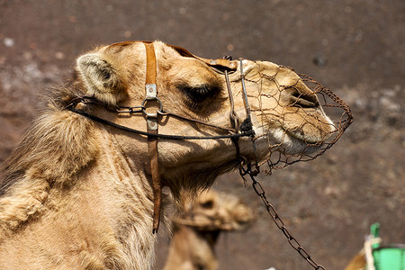 蒂法摄影照片_棕色单峰骆驼在西班牙兰萨罗特蒂曼法亚火山口咬伤