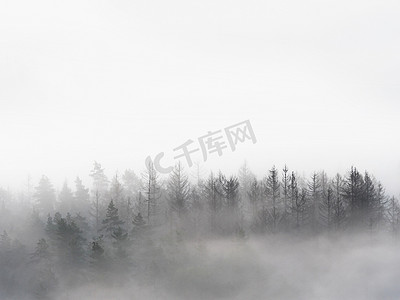 阴沉的风景的有雾的森林。