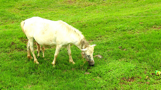 马在田野吃草