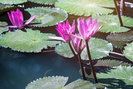 美丽的睡莲，荷花植物在池塘里有绿叶