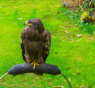 不成熟摄影照片_年轻的未成熟的棕色秃头鹰，也被称为海鹰，一只美丽的猛禽肖像