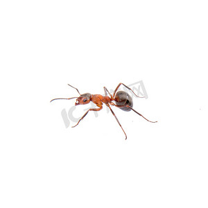 白色背景上的棕色蚂蚁