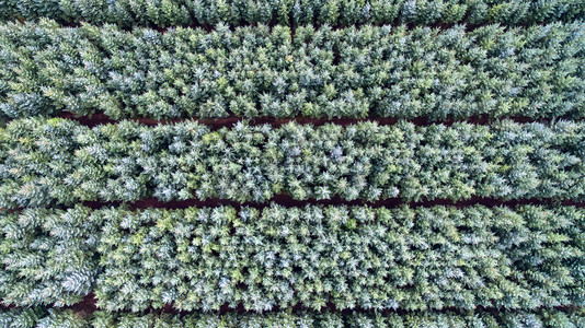 无人机线条摄影照片_从上面种植的针叶树的几何生长