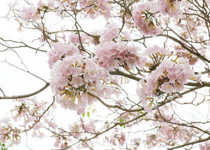 粉红小号 (Tabebuia rosea) 花