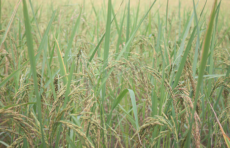 黄金大米是泰国种植的大米。