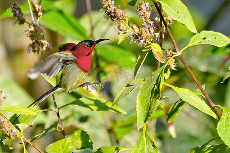 深红摄影照片_深红太阳鸟，皇家巴迪亚国家公园，尼泊尔