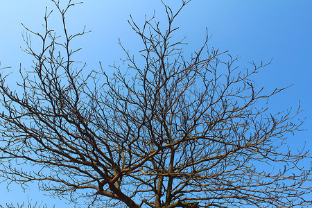 天空和树枝摄影照片_干枯的树枝和天空