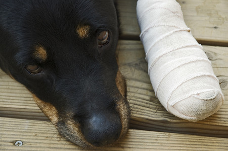 狗受伤摄影照片_爪子受伤的罗威纳犬