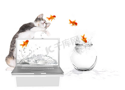 出水素果摄影照片_小猫扒着飞出水面的金鱼