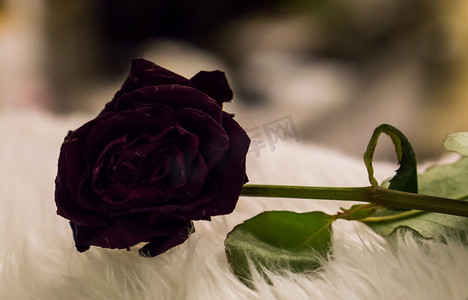 玫瑰花黑色摄影照片_哥特式情人节黑玫瑰宏观特写庆祝情人节的另一种方式
