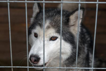 悲伤的狗被锁在笼子里