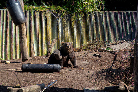 哥本哈根动物园的棕熊