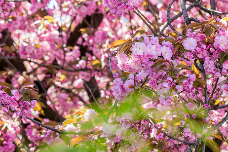 粉色樱花树枝摄影照片_樱花树枝的粉红色花朵