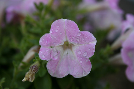 蝴蝶花蜜蜂摄影照片_紫花